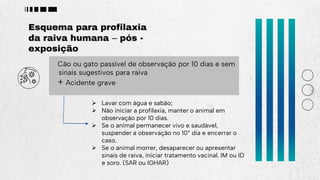 Esquema para profilaxia
da raiva humana – pós -
exposição
Cão ou gato passível de observação por 10 dias e sem
sinais sugestivos para raiva
+ Acidente grave
 Lavar com água e sabão;
 Não iniciar a profilaxia, manter o animal em
observação por 10 dias.
 Se o animal permanecer vivo e saudável,
suspender a observação no 10° dia e encerrar o
caso.
 Se o animal morrer, desaparecer ou apresentar
sinais de raiva, iniciar tratamento vacinal. IM ou ID
e soro. (SAR ou IGHAR)
 