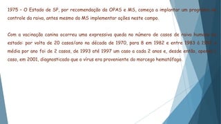 1975 – O Estado de SP, por recomendação da OPAS e MS, começa a implantar um programa de
controle da raiva, antes mesmo do MS implementar ações neste campo.
Com a vacinação canina ocorreu uma expressiva queda no número de casos de raiva humana no
estado: por volta de 20 casos/ano na década de 1970, para 8 em 1982 e entre 1983 à 1992 a
média por ano foi de 2 casos, de 1993 até 1997 um caso a cada 2 anos e, desde então, apenas 1
caso, em 2001, diagnosticado que o vírus era proveniente do morcego hematófago.
 