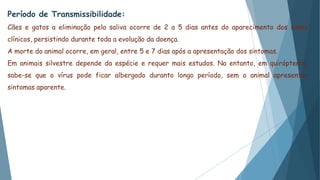 Período de Transmissibilidade:
Cães e gatos a eliminação pela saliva ocorre de 2 a 5 dias antes do aparecimento dos sinais
clínicos, persistindo durante toda a evolução da doença.
A morte do animal ocorre, em geral, entre 5 e 7 dias após a apresentação dos sintomas.
Em animais silvestre depende da espécie e requer mais estudos. Na entanto, em quirópteros,
sabe-se que o vírus pode ficar albergado duranto longo período, sem o animal apresentar
sintomas aparente.
 