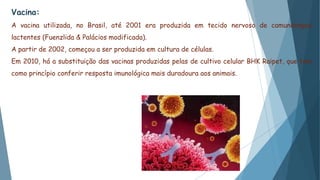 Vacina:
A vacina utilizada, no Brasil, até 2001 era produzida em tecido nervoso de camundongos
lactentes (Fuenzlida & Palácios modificada).
A partir de 2002, começou a ser produzida em cultura de células.
Em 2010, há a substituição das vacinas produzidas pelas de cultivo celular BHK Raipet, que tem
como princípio conferir resposta imunológica mais duradoura aos animais.
 
