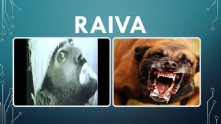 Raiva Humana e seus cuidados sinais e sintoma.pptx