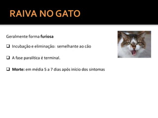 Geralmente forma furiosa
 Incubação e eliminação: semelhante ao cão
 A fase paralítica é terminal.
 Morte: em média 5 a 7 dias após início dos sintomas
 