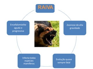 Zoonose de alta
gravidade
Evolução quase
sempre fatal
Infecta todas
espécies
mamíferos
Encefalomielite
aguda e
progressiva
 