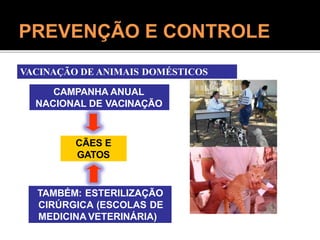 VACINAÇÃO DE ANIMAIS DOMÉSTICOS
CAMPANHA ANUAL
NACIONAL DE VACINAÇÃO
CÃES E
GATOS
TAMBÉM: ESTERILIZAÇÃO
CIRÚRGICA (ESCOLAS DE
MEDICINA VETERINÁRIA)
PREVENÇÃO E CONTROLE
 