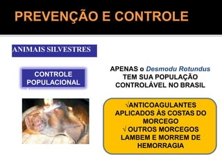 ANIMAIS SILVESTRES
CONTROLE
POPULACIONAL
L
APENAS o Desmodu Rotundus
TEM SUA POPULAÇÃO
CONTROLÁVEL NO BRASIL
PREVENÇÃO E CONTROLE
ANTICOAGULANTES
APLICADOS ÀS COSTAS DO
MORCEGO
 OUTROS MORCEGOS
LAMBEM E MORREM DE
HEMORRAGIA
 