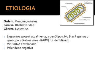 Ordem: Mononegavirales
Família: Rhabdoviridae
Gênero: Lyssavirus
o Lyssavirus possui, atualmente, 7 genótipos. No Brasil apenas o
genótipo 1 (Rabies virus - RABV) foi identificado
o Vírus RNA envelopado
o Polaridade negativa
 