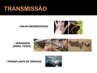  SALIVA (MORDEDURAS)
 AEROSSÓIS
(URINA, FEZES)
 TRANSPLANTE DE ÓRGÃOS!
 