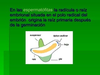 <ul><li>En las  espermatófitas  la radícula o raíz embrional situada en el polo radical del embrión  origina la raíz prima...