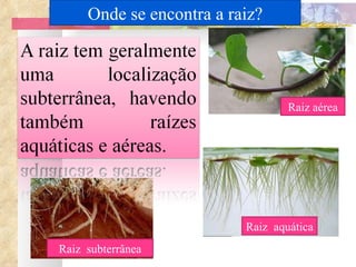 Raiz aérea Raiz  aquática Raiz  subterrânea Onde se encontra a raiz? 