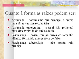 Quanto à forma as raízes podem ser: Aprumada – possui uma raiz principal e outras mais finas – raízes secundárias. Aprumada tuberculosa – possui raiz principal mais desenvolvida do que as outra.  Fasciculada – possui muitas raízes de tamanho idêntico formando uma espécie de feixe. Fasciculada tuberculosa – não possui raiz principal.  