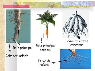 Raiz principal Raiz secundária Raiz principal espessa Feixe de raízes Feixe de raízes espessas 
