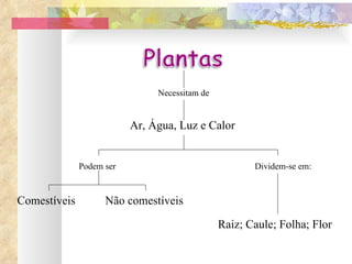 Necessitam de Ar, Água, Luz e Calor Podem ser Comestíveis Não comestíveis Dividem-se em: Raiz; Caule; Folha; Flor 
