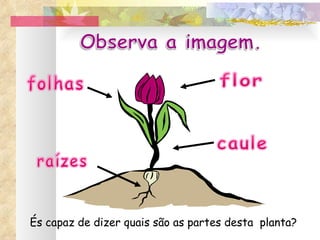 És capaz de dizer quais são as partes desta  planta? 