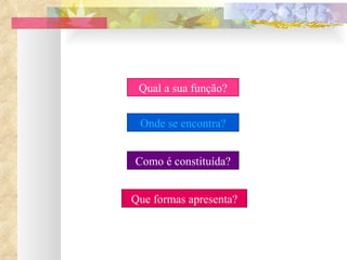 Onde se encontra? Como é constituída? Que formas apresenta? Qual a sua função? 