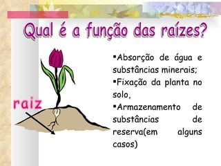 Qual é a função das raízes? Absorção de água e substâncias minerais; Fixação da planta no solo, Armazenamento de substâncias de reserva(em alguns casos) 