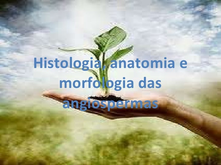 Histologia, anatomia e morfologia das angiospermas 