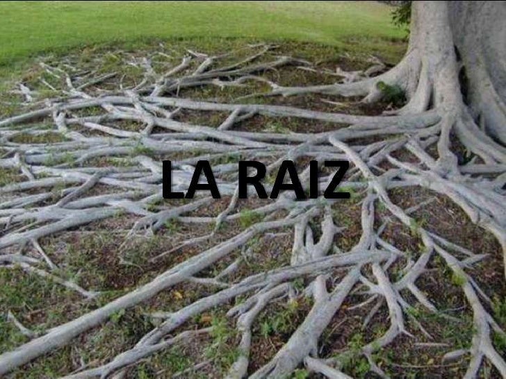 Biología: plantas y partes on emaze