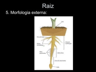 Raiz
5. Morfologia externa:
 