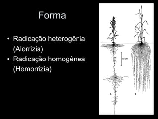 Forma

• Radicação heterogênia
  (Alorrizia)
• Radicação homogênea
  (Homorrizia)
 