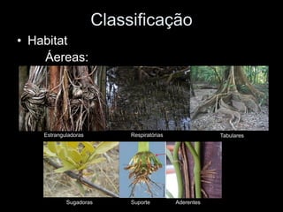 Classificação
• Habitat
    Áereas:




    Estranguladoras        Respiratórias               Tabulares




            Sugadoras      Suporte         Aderentes
 
