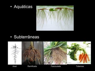 • Aquáticas




• Subterrâneas




 Axial   Ramificada   Fasciculada   Tuberosa
 
