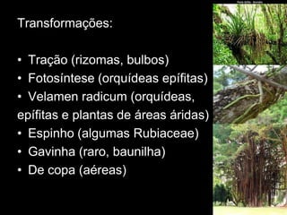 Transformações:

• Tração (rizomas, bulbos)
• Fotosíntese (orquídeas epífitas)
• Velamen radicum (orquídeas,
epífitas e plantas de áreas áridas)
• Espinho (algumas Rubiaceae)
• Gavinha (raro, baunilha)
• De copa (aéreas)
 