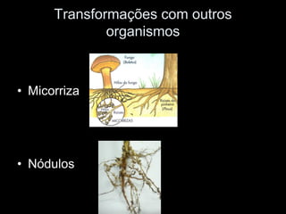 Transformações com outros
              organismos



• Micorriza




• Nódulos
 