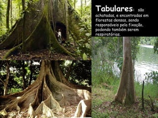 Tabulares:             são
achatadas, e encontradas em
florestas densas, sendo
responsáveis pela fixação,
podendo também serem
respiratórias.
 