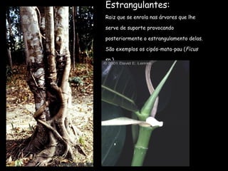Estrangulantes:
Raiz que se enrola nas árvores que lhe

serve de suporte provocando

posteriormente o estrangulamento delas.

São exemplos os cipós-mata-pau (Ficus

sp.).
 