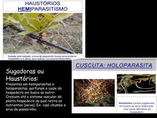 Sugadoras ou
Haustórios:
Presentes em hemiparasitas e
holoparasitas, perfuram o caule do
hospedeiro em busca se nutrir.
Crescem até o sistema vascular da
planta hospedeira da qual retira os
nutrientes (seiva). Ex: cipó-chumbo e
erva de passarinho.
 