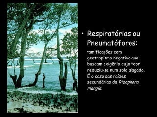 • Respiratórias ou
  Pneumatóforos:
 ramificações com
 geotropismo negativo que
 buscam oxigênio cujo teor
 reduziu-se num solo alagado.
 É o caso das raízes
 secundárias da Rizophora
 mangle.
 