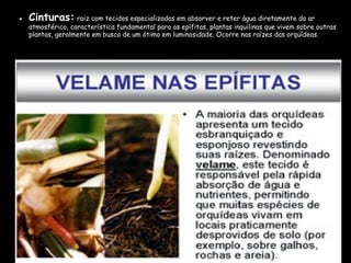 • Cinturas: raiz com tecidos especializados em absorver e reter água diretamente do ar
  atmosférico, característica fundamental para as epífitas, plantas inquilinas que vivem sobre outras
  plantas, geralmente em busca de um ótimo em luminosidade. Ocorre nas raízes das orquídeas.
 