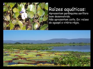 Raízes aquáticas:
Apresentam parênquima aerífero
bem desenvolvido.
Não apresentam coifa. Ex: raízes
do aguapé e vitória-régia.
 