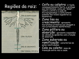 • Coifa ou caliptra:
Regiões da raiz:
                                                 é rígida,
                     consequentemente morta, e protege
                     aos meristemas, como um "dedal",
                     contra o atrito e a ação de
                     microorganismos; a coifa estará
                     ausente nas raízes sugadoras ou
                     haustórios.
                   • Zona lisa ou
                     crescimento:         apresenta
                     meristemas primários que alongam a
                     raiz (crescimento subterminal).
                   • Zona pilífera ou
                     absorção: apresenta expansões
                     de células da epiderme com a função
                     de absorção.
                   • Zona suberosa ou
                     ramificação: caracteriza-se
                     pelas ramificações.
                   • Colo ou coleto:         zona de
                     transição entre raiz e caule.
 