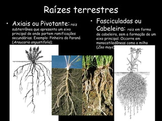 Raízes terrestres
• Axiais ou Pivotante: raiz                  • Fasciculadas ou
  subterrânea que apresenta um eixo            Cabeleira: raiz em forma
  principal de onde partem ramificações        de cabeleira, sem a formação de um
  secundárias. Exemplo: Pinheiro do Paraná     eixo principal. Occorre em
  (Araucaria angustifolia);                    monocotiledôneas como o milho
                                               (Zea mays).
 