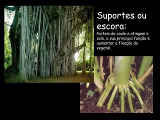 Suportes ou
escora:
Partem do caule e atingem o
solo, e sua principal função é
aumentar a fixação do
vegetal.
 