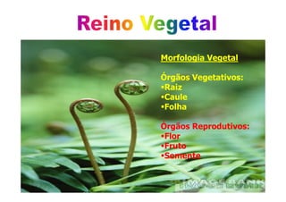 Morfologia Vegetal
Órgãos Vegetativos:
Raiz
CauleCaule
Folha
Órgãos Reprodutivos:
Flor
Fruto
Semente
 