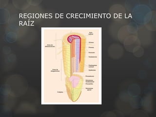 REGIONES DE CRECIMIENTO DE LA
RAÍZ
 