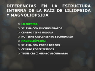 DIFERENCIAS EN LA ESTRUCTURA
INTERNA DE LA RAÍZ DE LILIOPSIDA
Y MAGNOLIOPSIDA
 LILIÓPSIDA:
 XILEMA CON MUCHOS BRAZOS
 CENTRO TIENE MÉDULA
 NO TIENE CRECIMIENTO SECUNDARIO
 MAGNOLIÓPSIDA:
 XILEMA CON POCOS BRAZOS
 CENTRO POSEE TEJIDOS
 TIENE CRECIMIENTO SECUNDARIO
 