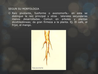 SEGUN SU MORFOLOGIA
 Raíz pivotante, fusiforme o axonomorfa.- en esta se
distingue la raíz principal y otras laterales secundarias
menos desarrolladas. Comun en arboles y plantas
dicoltiledóneas; da gran firmeza a la planta. Ej. El café, el
frijol, el mango.
 