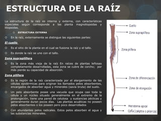ESTRUCTURA DE LA RAÍZ
La estructura de la raíz es interna y externa, con características
especiales según corresponde a las planta magnoliopsidas y
liliopsidas.
 ESTRUCTURA EXTERNA
 En la raíz, externamente se distingue las siguientes partes:
El cuello
 Es el sitio de la planta en el cual se fusiona la raíz y el tallo.
 Es donde la raíz se une con el tallo.
Zona suprapilífera
 Es la zona más vieja de la raíz En raíces de plantas leñosas
completamente desarrolladas, esta zona se cubre de corcho; por
más pierde su capacidad de absorción.
Zona pilífera
 Es la región de la raíz caracterizada por el alargamiento de las
células epidérmicas para originar los llamados pelos absorbentes,
encargados de absorber agua y minerales (savia bruta) del suelo.
 Un pelo absorbente posee una vacuola que ocupa casi toda la
célula y un núcleo situado generalmente en el extremo de la
prolongación, tiene una pared de celulosa y sustancias pécticas y
generalmente duran pocos días. Las plantas acuáticas no poseen
pelos absorbentes o los poseen pero poco desarrollados
 Con abundantes pelos radicales. Estos pelos absorben el agua y
las substancias minerales.
 