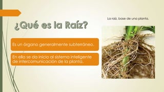 La raíz, base de una planta.
Es un órgano generalmente subterráneo.
En ella se da inicio al sistema inteligente
de intercomunicación de la planta.