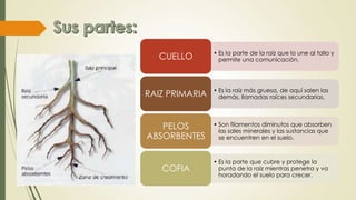• Es la parte de la raíz que lo une al tallo y
permite una comunicación.CUELLO
• Es la raíz más gruesa, de aquí salen las
demás, llamadas raíces secundarias.RAIZ PRIMARIA
• Son filamentos diminutos que absorben
las sales minerales y las sustancias que
se encuentren en el suelo.
PELOS
ABSORBENTES
• Es la parte que cubre y protege la
punta de la raíz mientras penetra y va
horadando el suelo para crecer.
COFIA