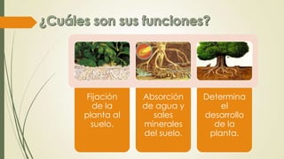 Fijación
de la
planta al
suelo.
Absorción
de agua y
sales
minerales
del suelo.
Determina
el
desarrollo
de la
planta.