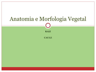RAIZ CAULE Anatomia e Morfologia Vegetal 