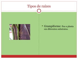 Tipos de raízes Grampiforme:  fixa a planta em diferentes substratos. 