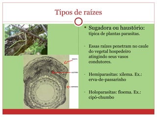 Tipos de raízes Sugadora ou haustório:  típica de plantas parasitas. Essas raízes penetram no caule do vegetal hospedeiro atingindo seus vasos condutores. Hemiparasitas: xilema. Ex.: erva-de-passarinho Holoparasitas: floema. Ex.: cipó-chumbo 