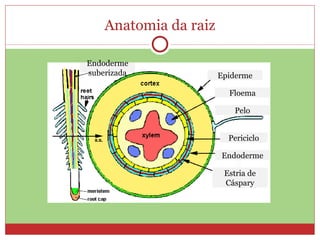 Anatomia da raiz Endoderme suberizada Epiderme Floema Pelo Periciclo Endoderme Estria de Cáspary 