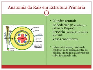Anatomia da Raiz em Estrutura Primária Cilindro central: Endoderme  (Com reforço – estrias de Caspary); Periciclo  (formação de raízes laterais); Vasos condutores. Estrias de Caspary: cintas de celulose, veda espaços entre as células, limitando a absorção de substâncias pela raiz. 