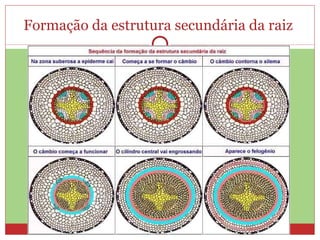 Formação da estrutura secundária da raiz  